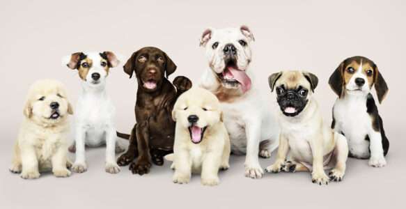 The leading Point of Sale for Pet stores